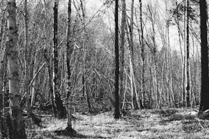 Whimsical Forest