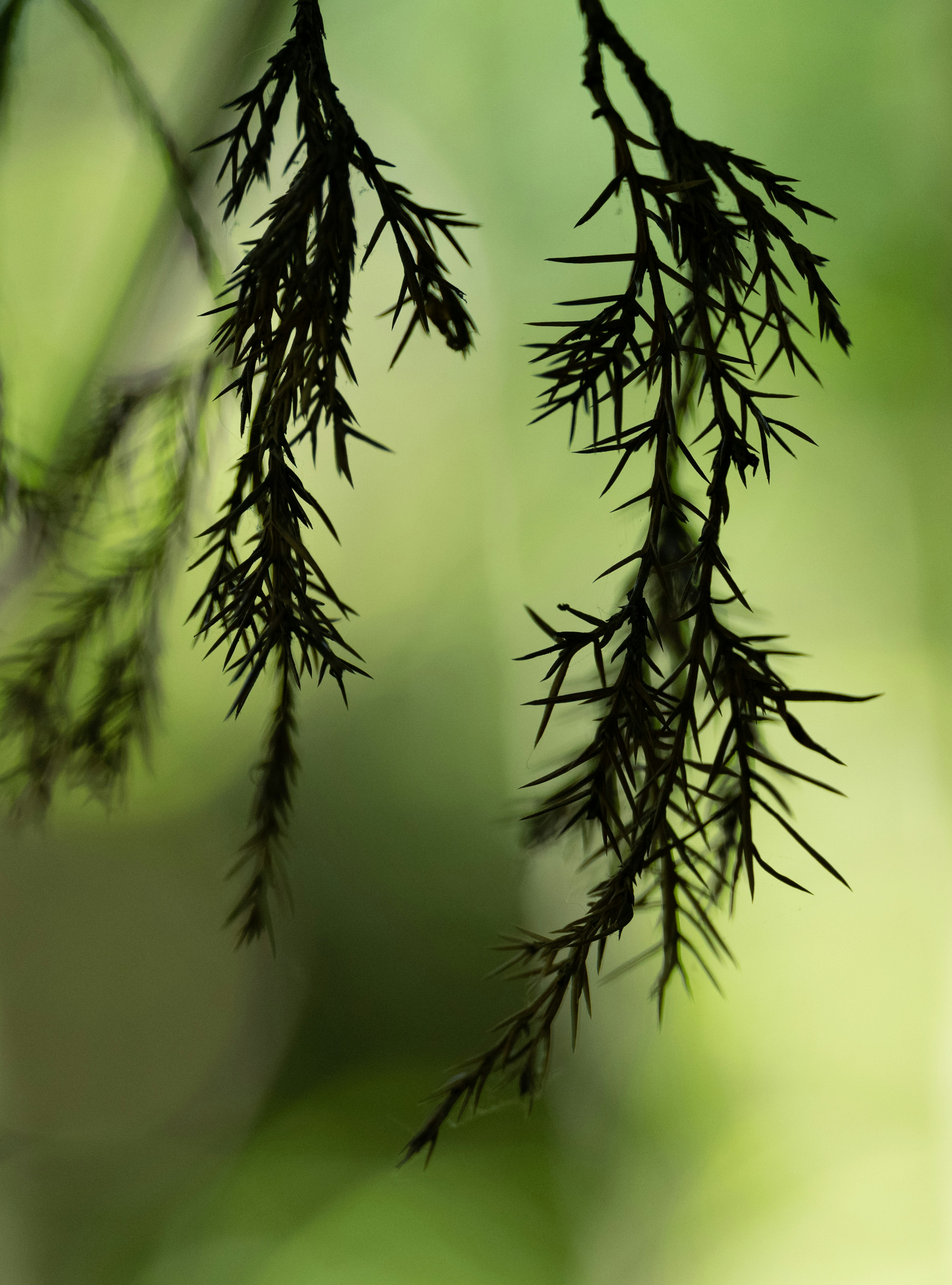 un primo piano di un ramo di un albero