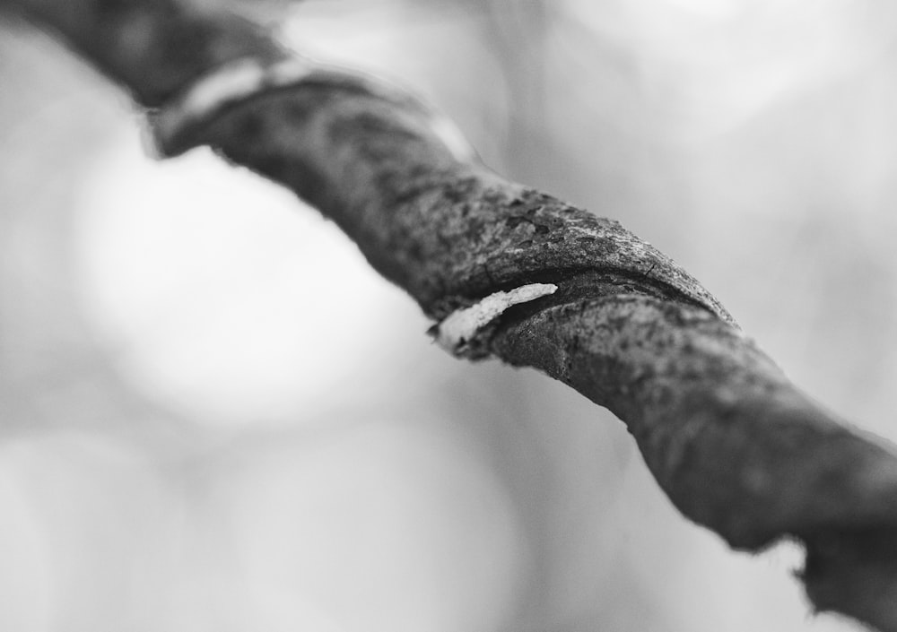 a black and white photo of a tree branch