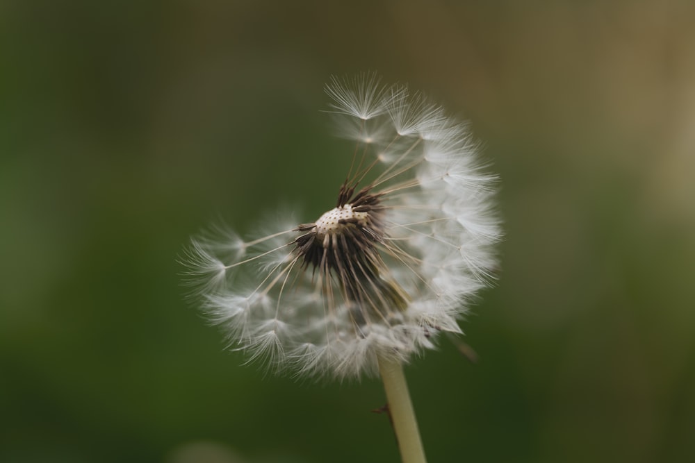 a close up of a dandelion with a blurry background