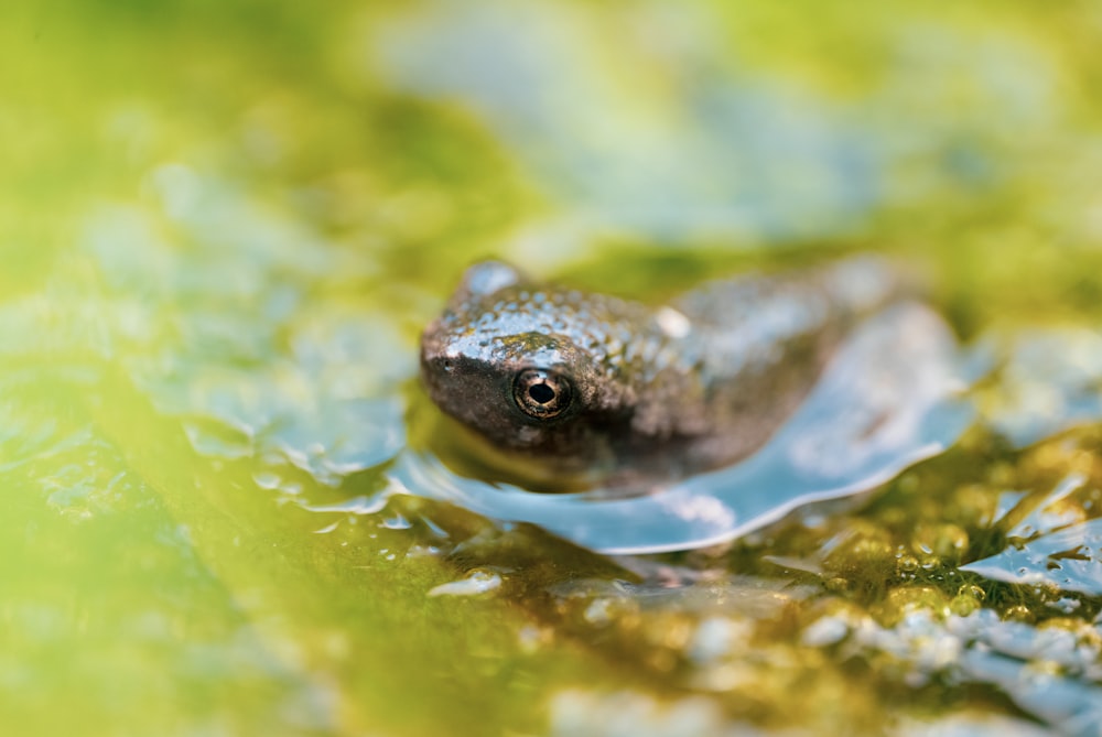 a close up of a frog in the water