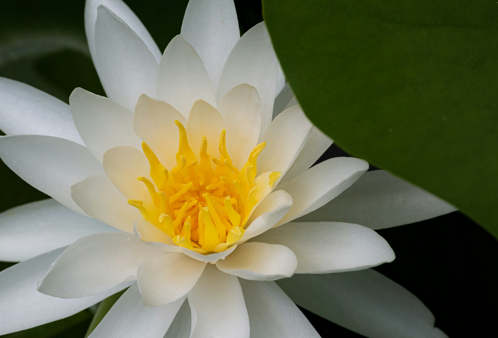 a white and yellow water lily in a pond