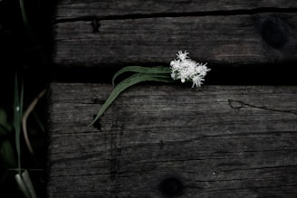 a white flower sitting on top of a wooden table