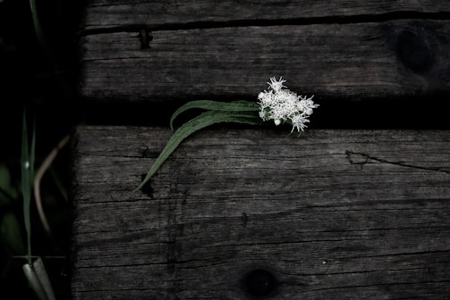 a white flower sitting on top of a wooden table