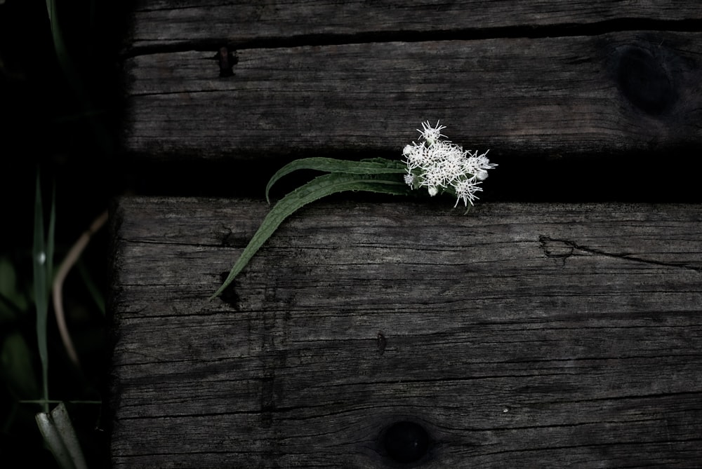 une fleur blanche posée sur une table en bois