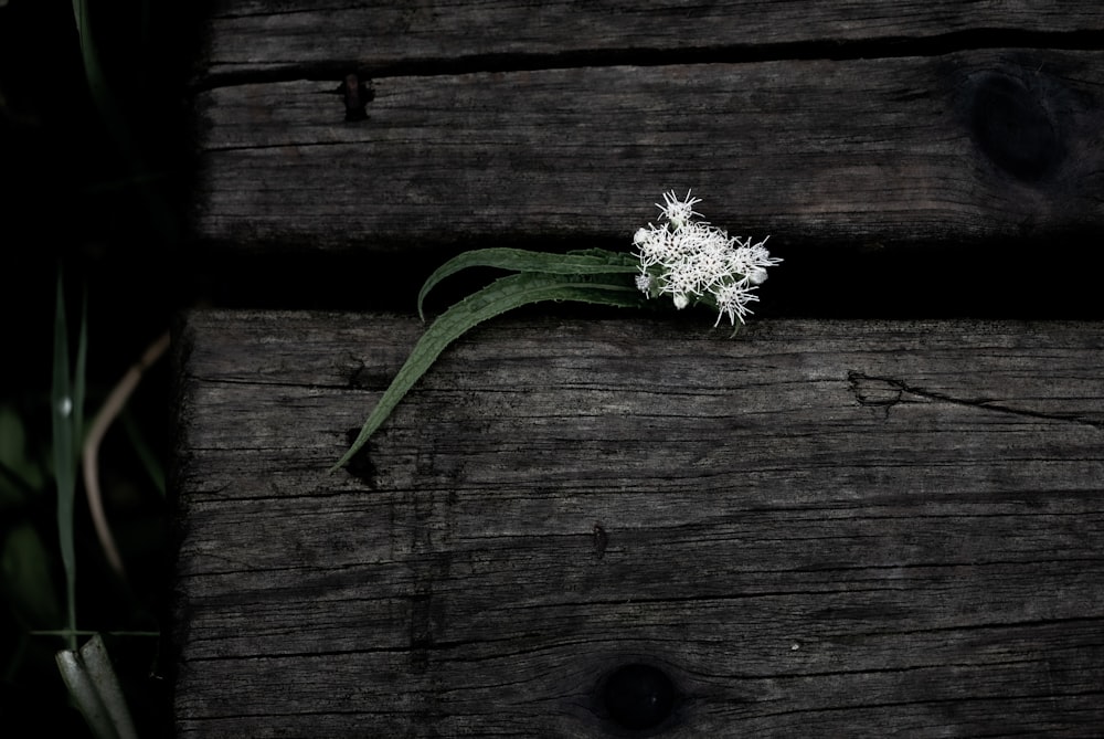 a white flower sitting on top of a wooden table