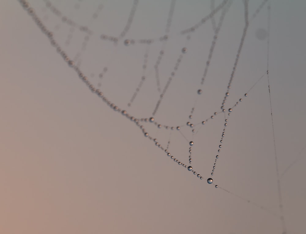 a spider web with drops of water on it