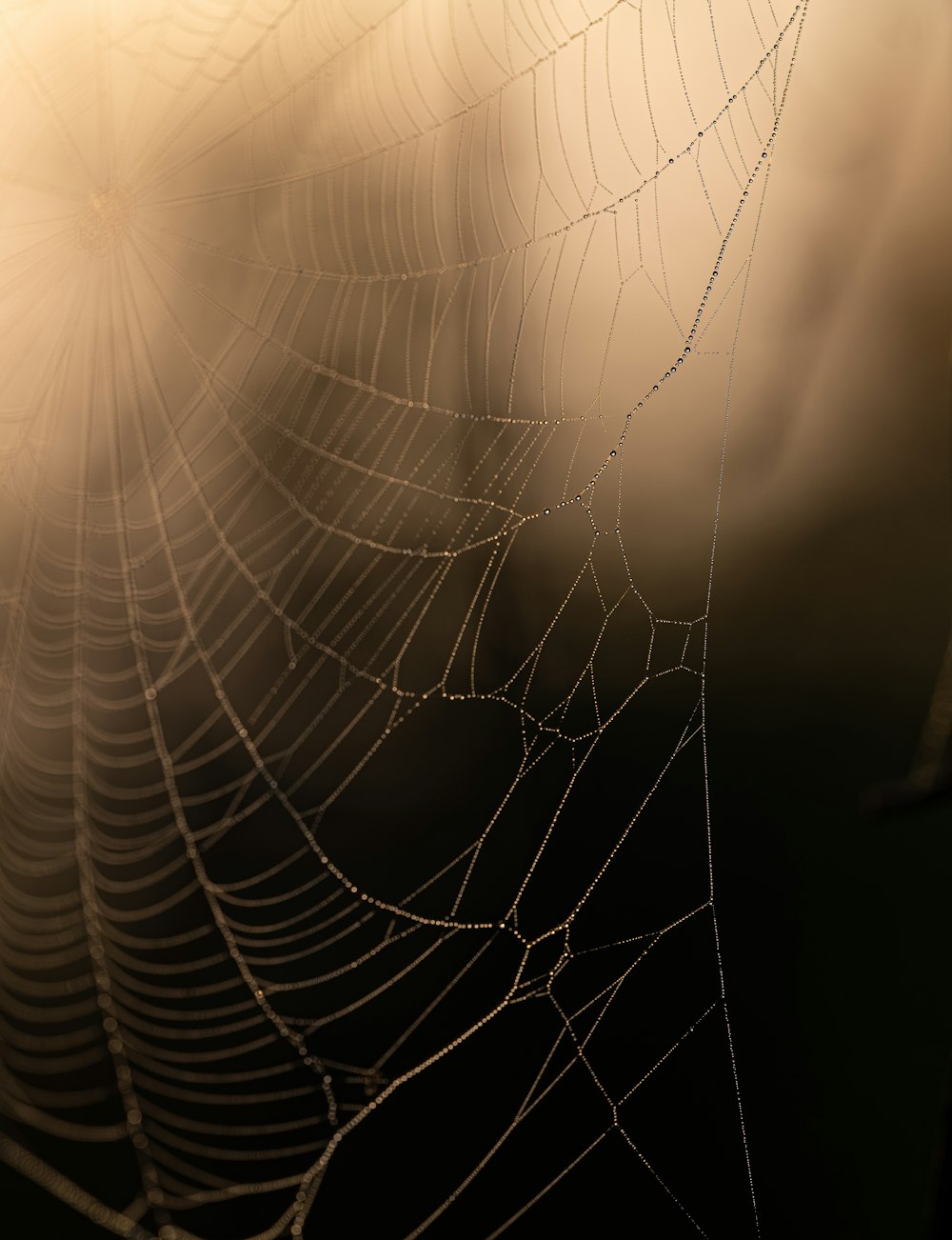 a spider web with water drops on it