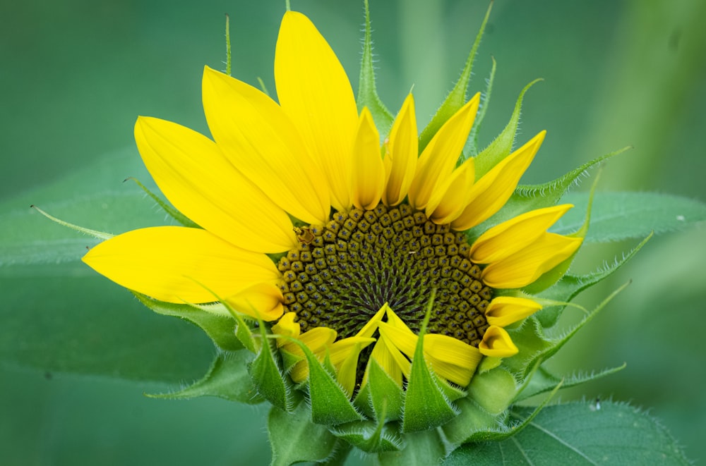 a large yellow sunflower with green leaves