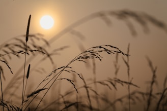 the sun is setting behind some tall grass