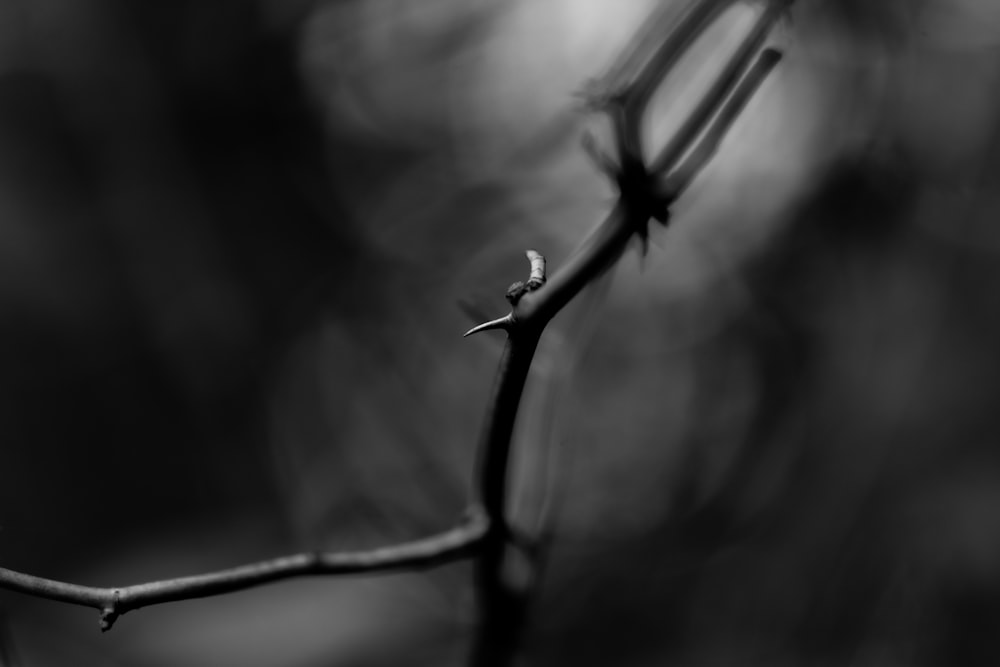 a black and white photo of a twig