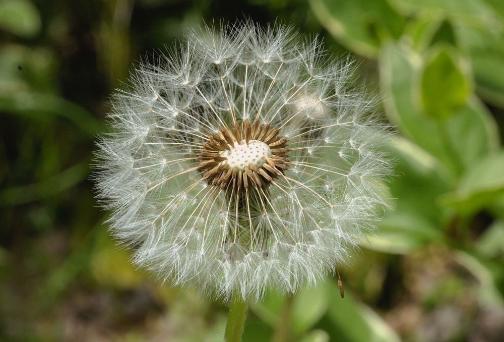 a close up of a dandelion in a field