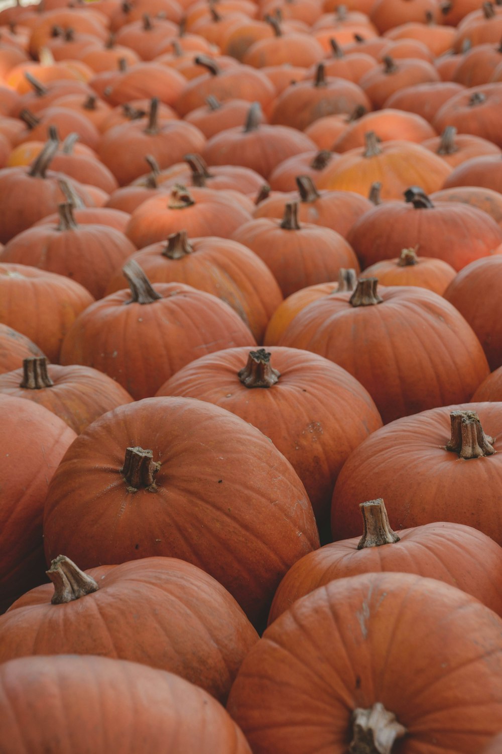a large group of pumpkins sitting in a field