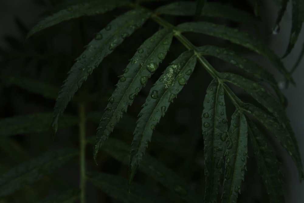 a close up of a leaf with water droplets on it