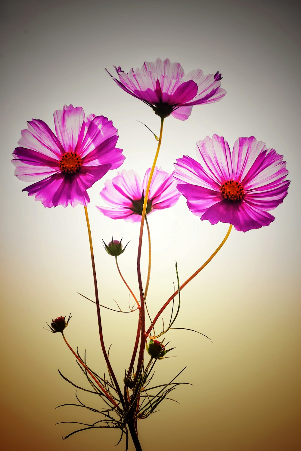 Trois fleurs roses sont dans un vase sur une table