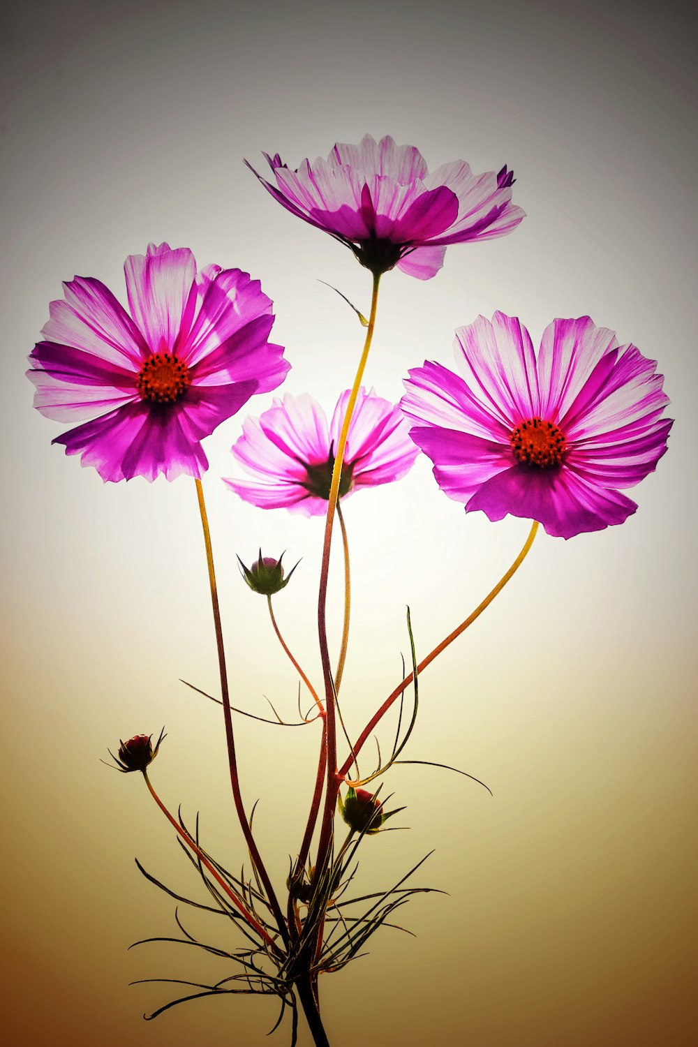 três flores cor-de-rosa estão em um vaso em uma mesa