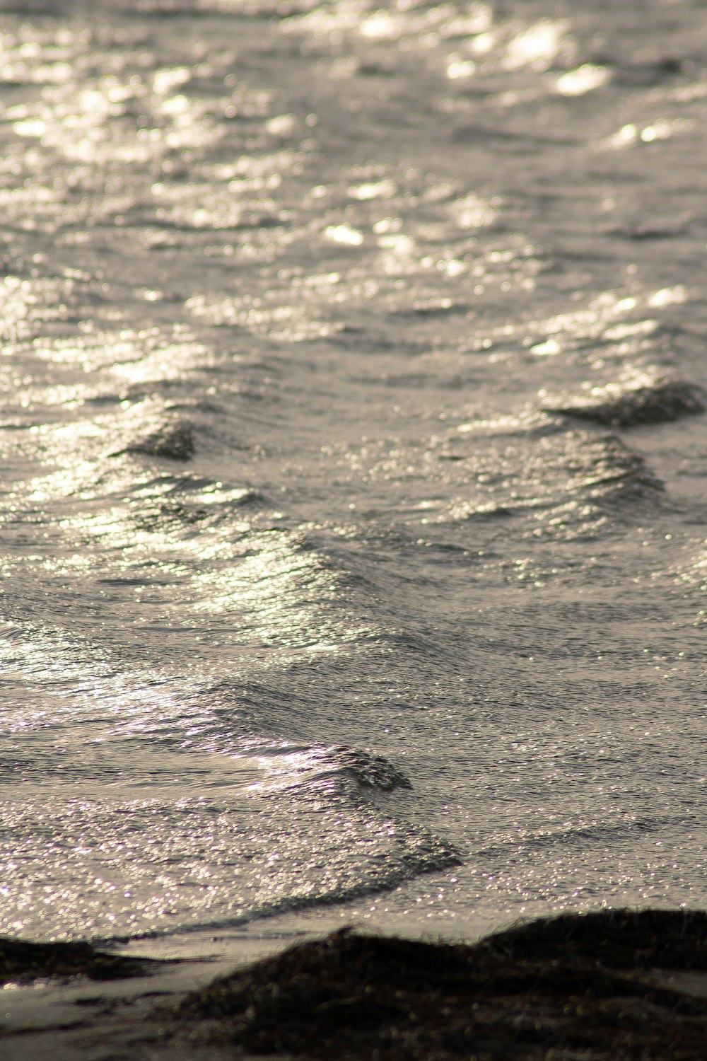 a bird standing on the edge of a body of water