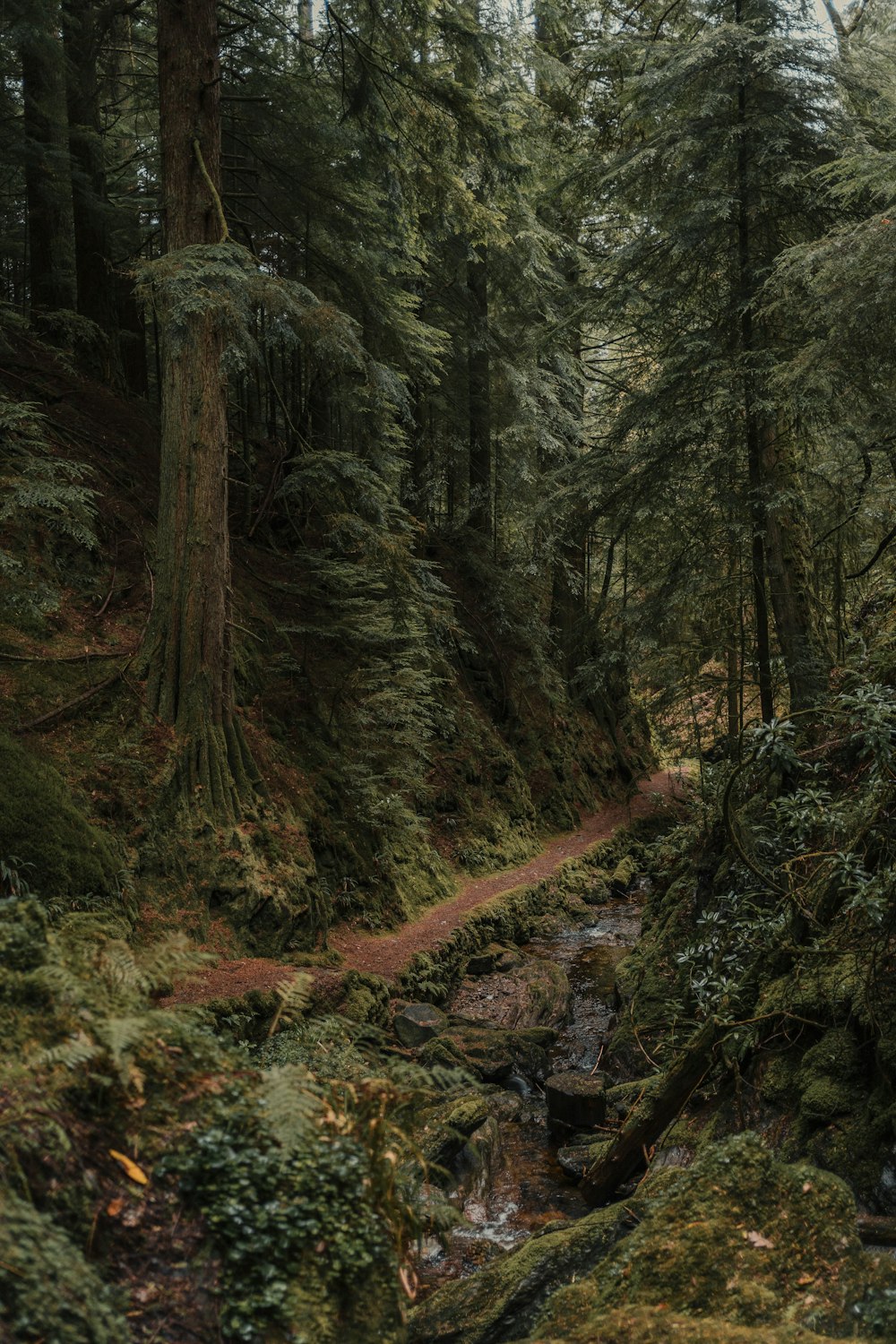 Un sentiero nel mezzo di una foresta con molti alberi