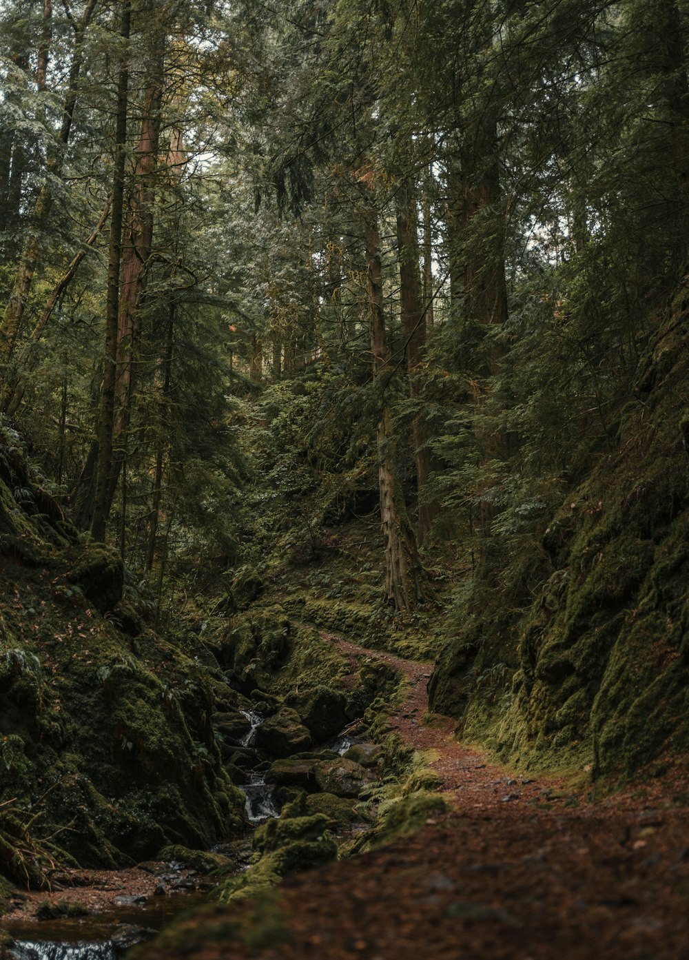 a stream running through a lush green forest