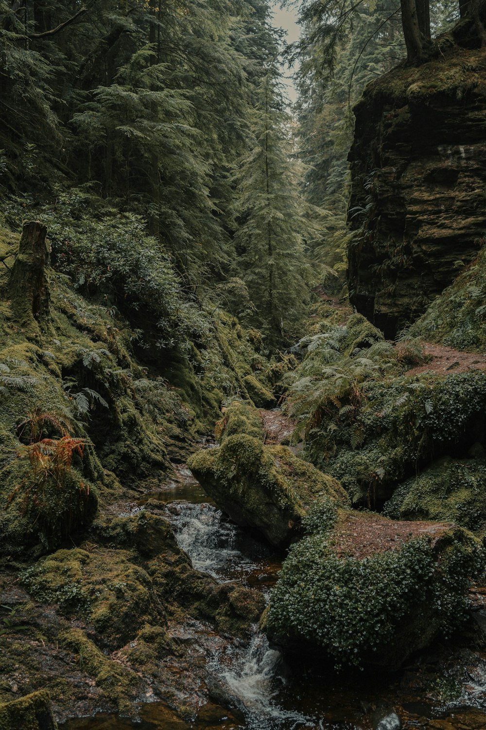 a stream running through a lush green forest