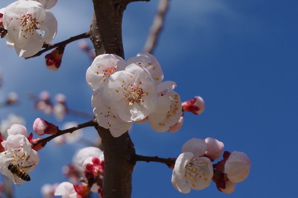 a tree with white flowers and a bee on it