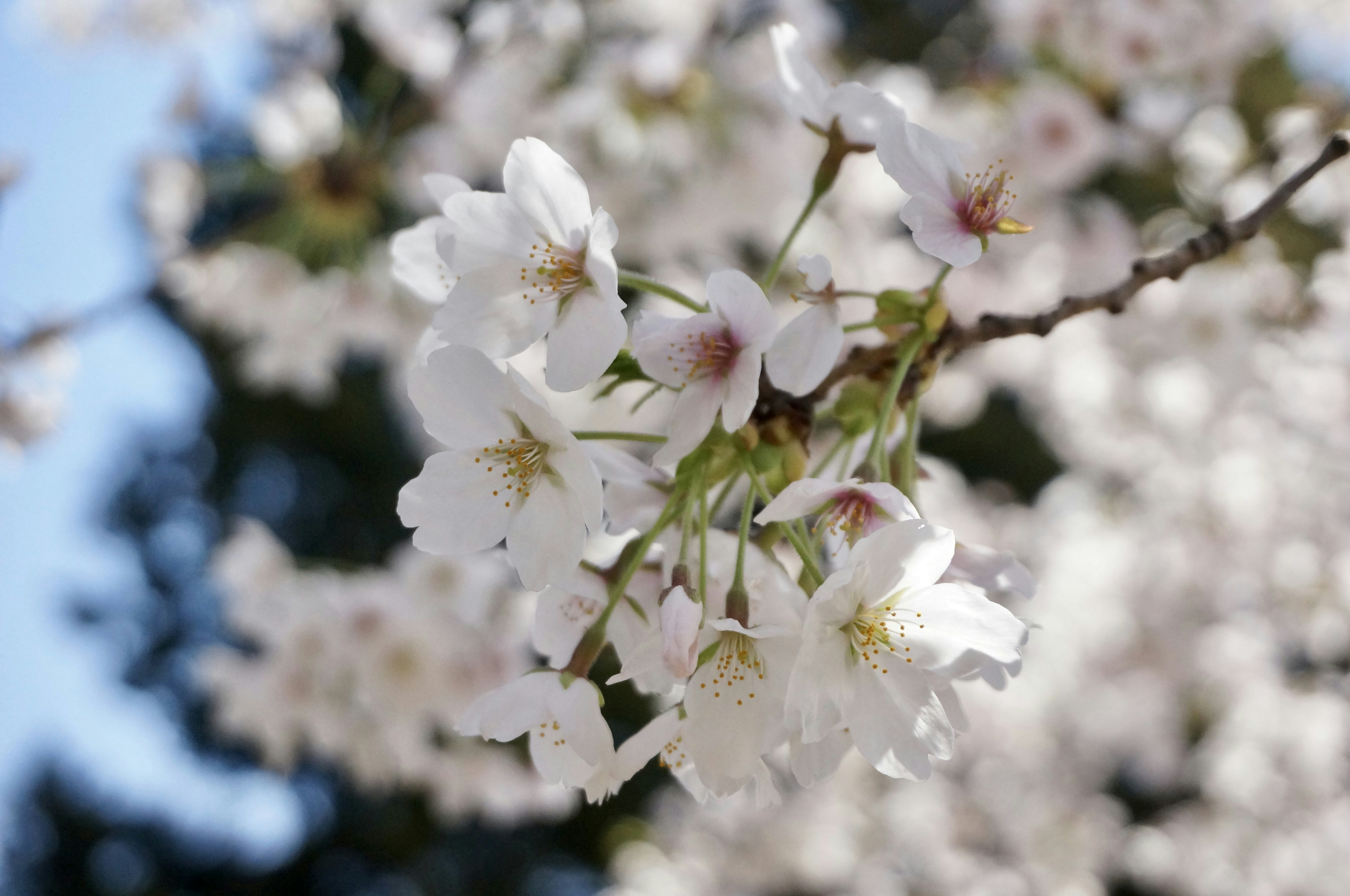 Photo by shinerising