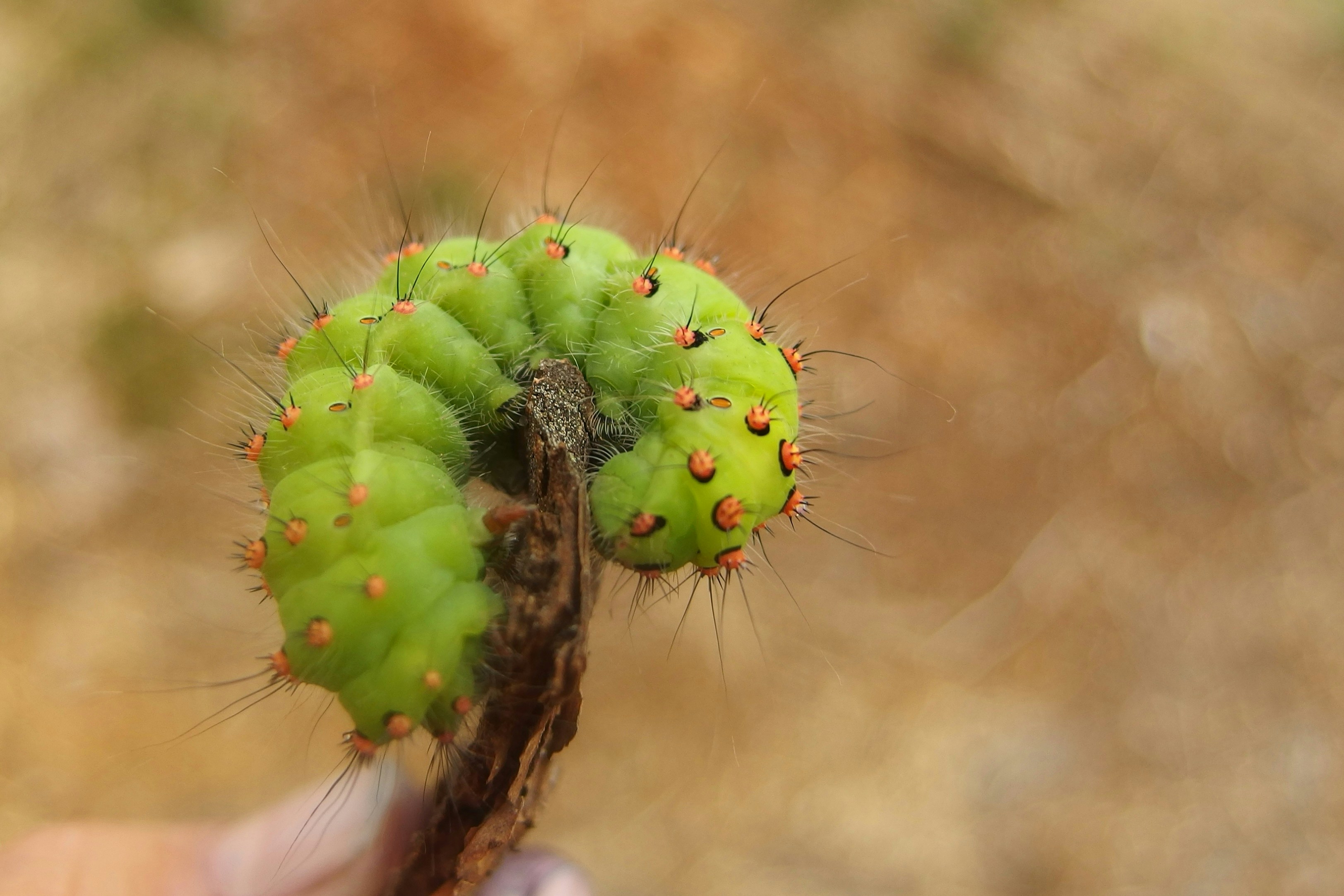 a person holding a small green plant in their hand