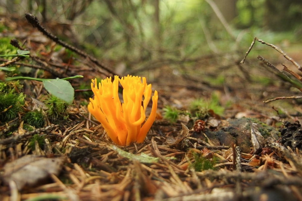 a yellow flower sitting in the middle of a forest