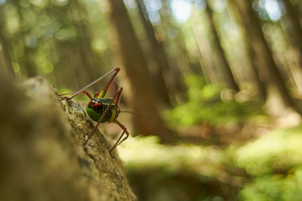 a bug is sitting on a tree in the woods