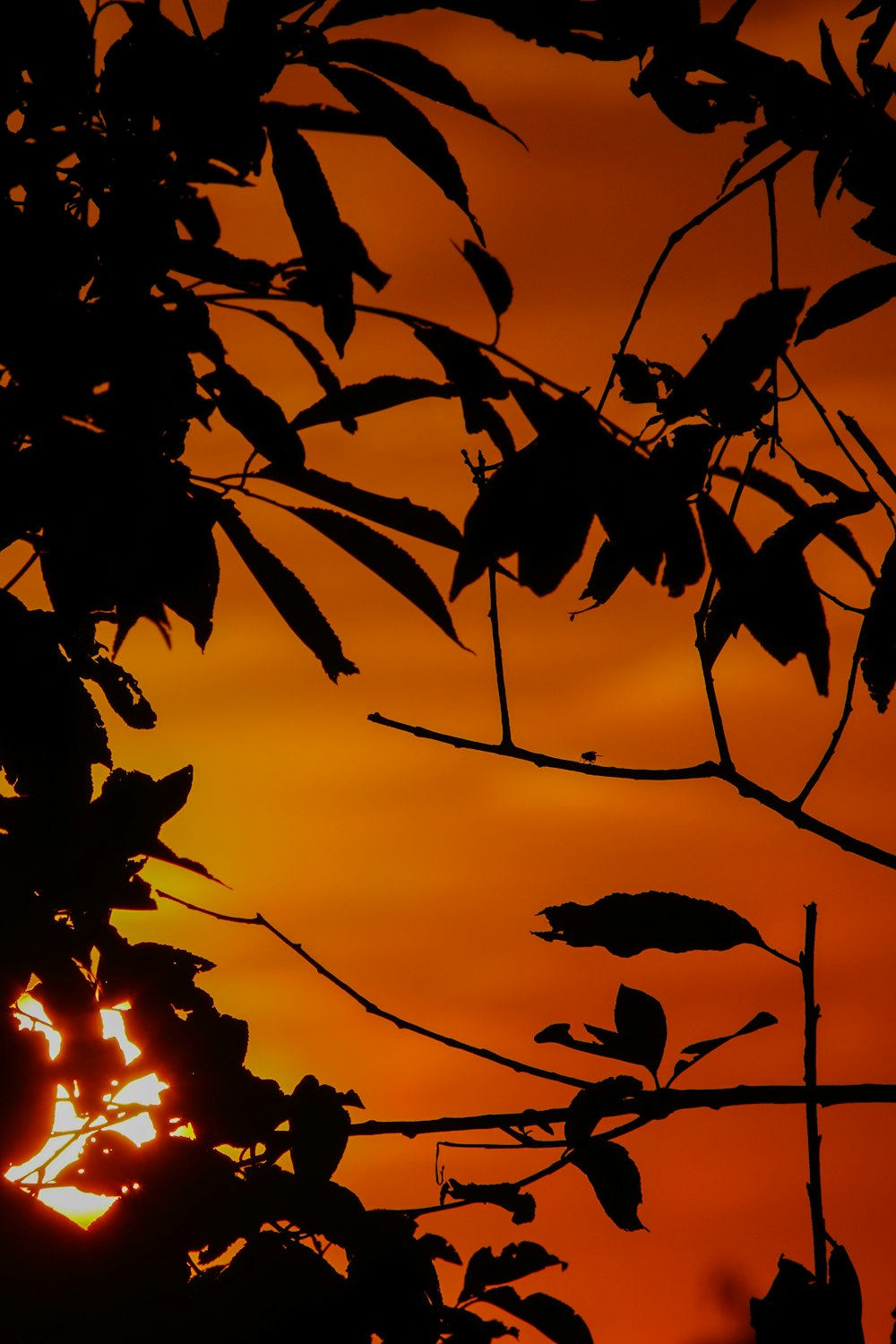 the sun is setting behind the leaves of a tree