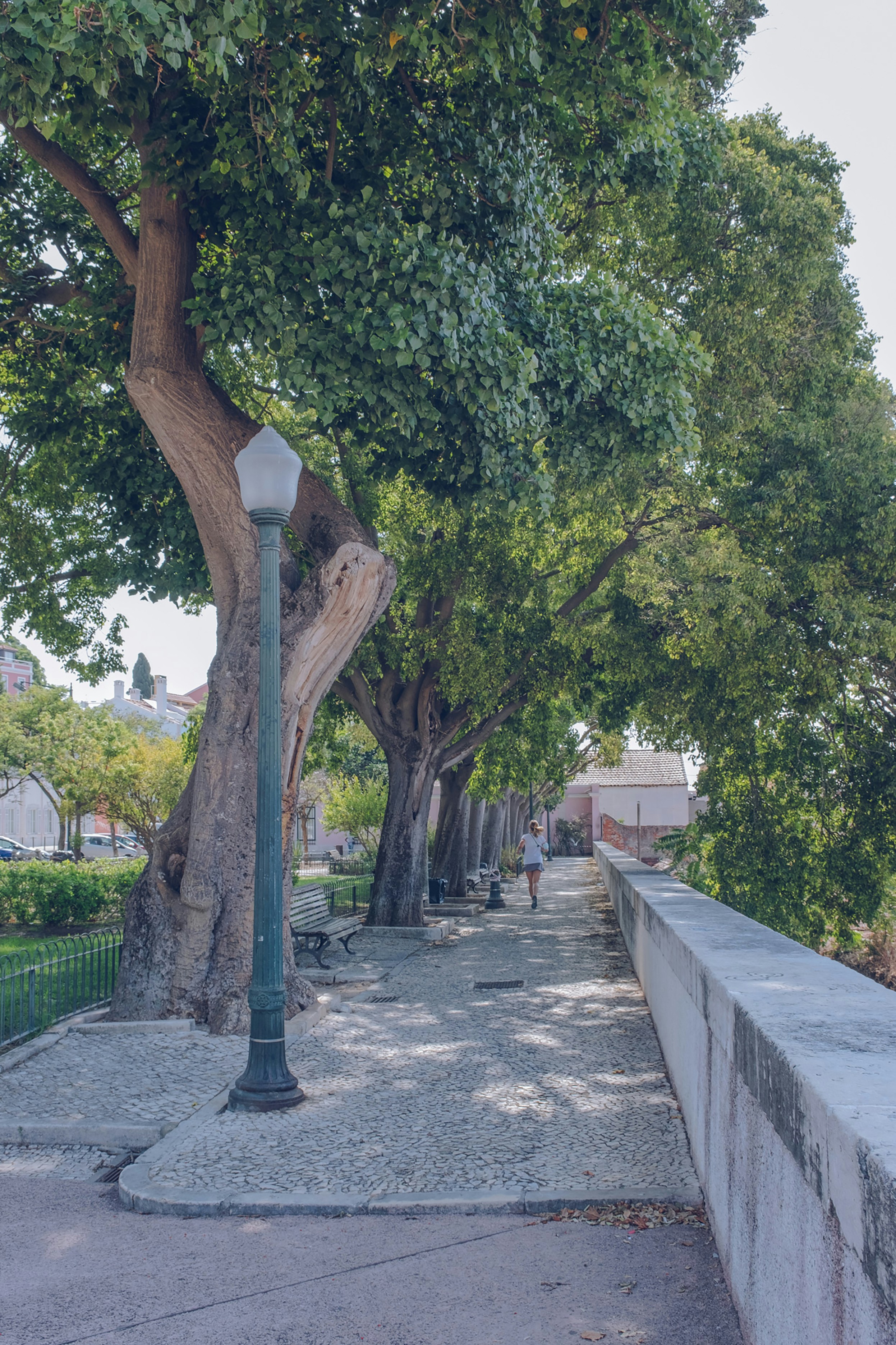 a tree lined sidewalk next to a light pole