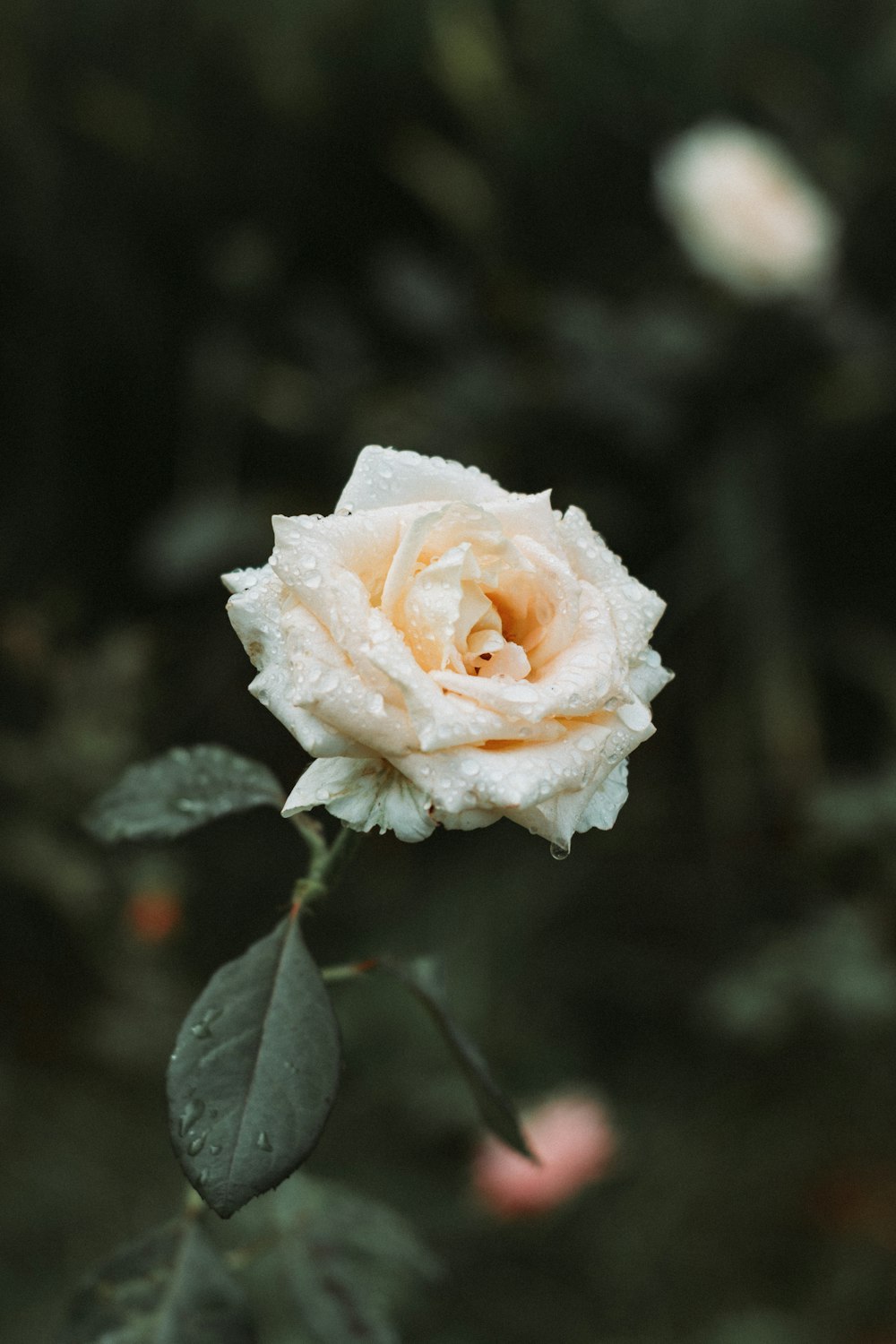 a close up of a flower