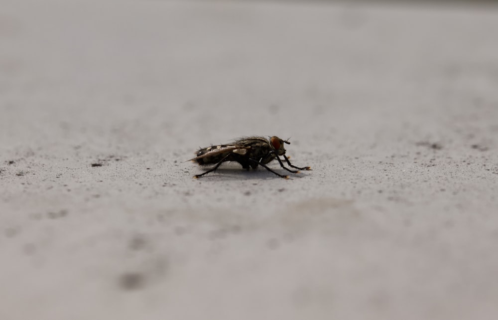 eine Fliege, die mitten am Tag auf dem Boden sitzt