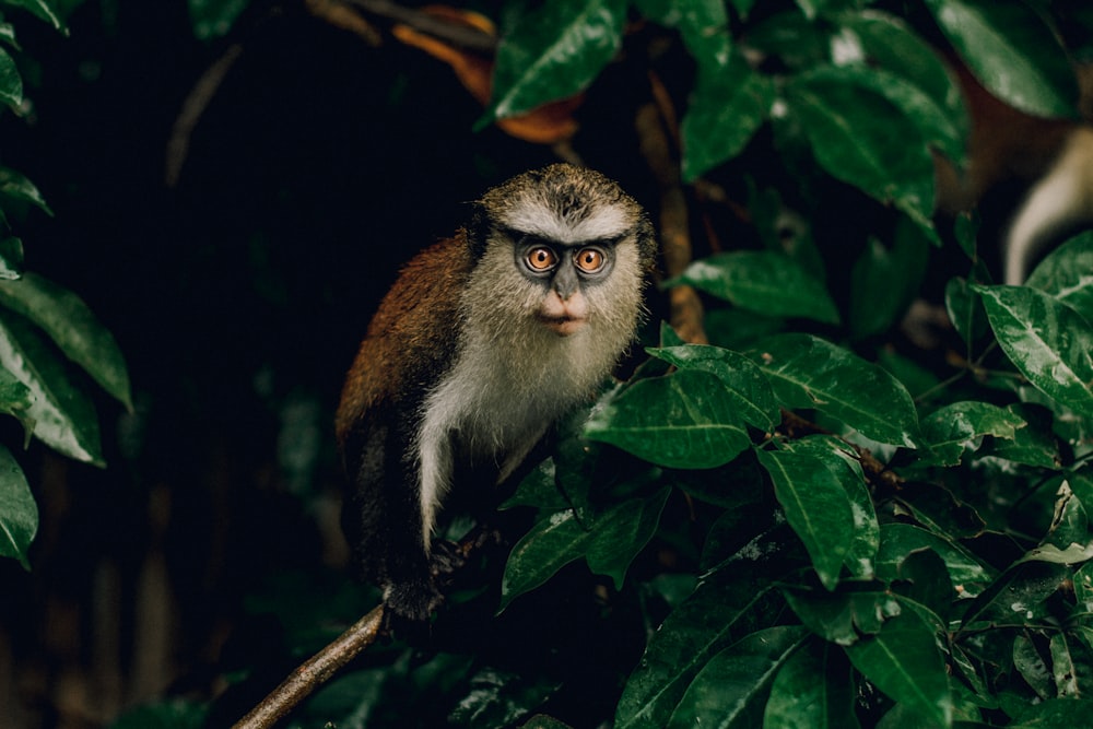 a monkey sitting on top of a tree branch