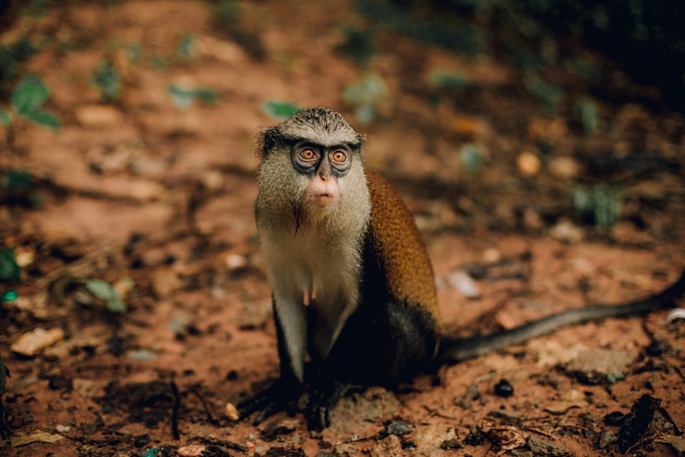 a monkey sitting on the ground looking at the camera
