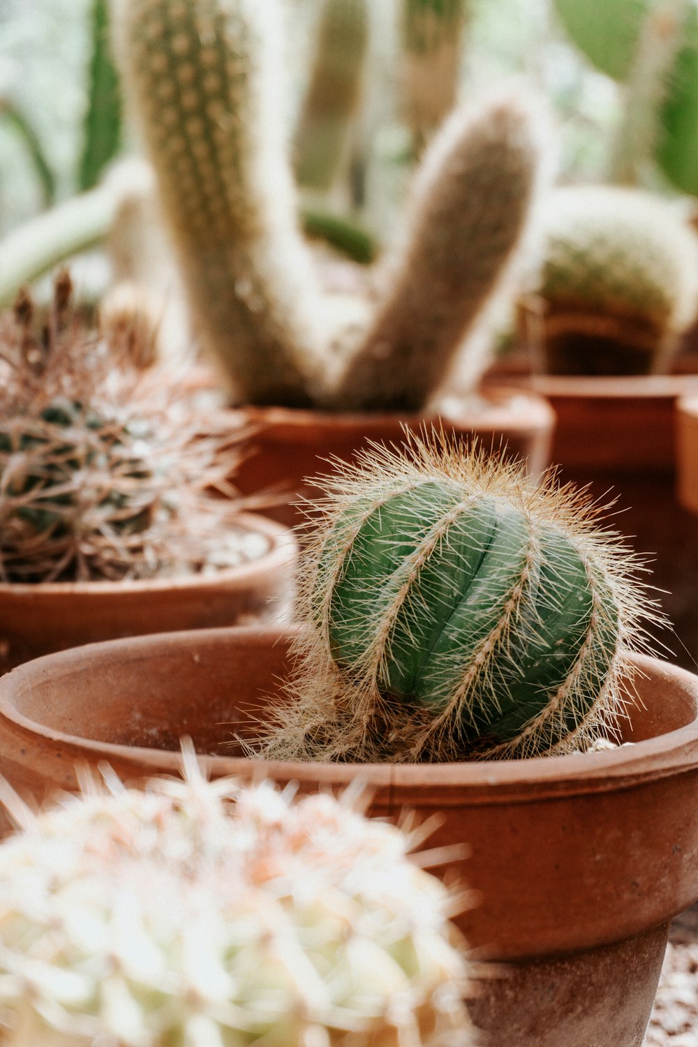 a group of cactus plants in a pot