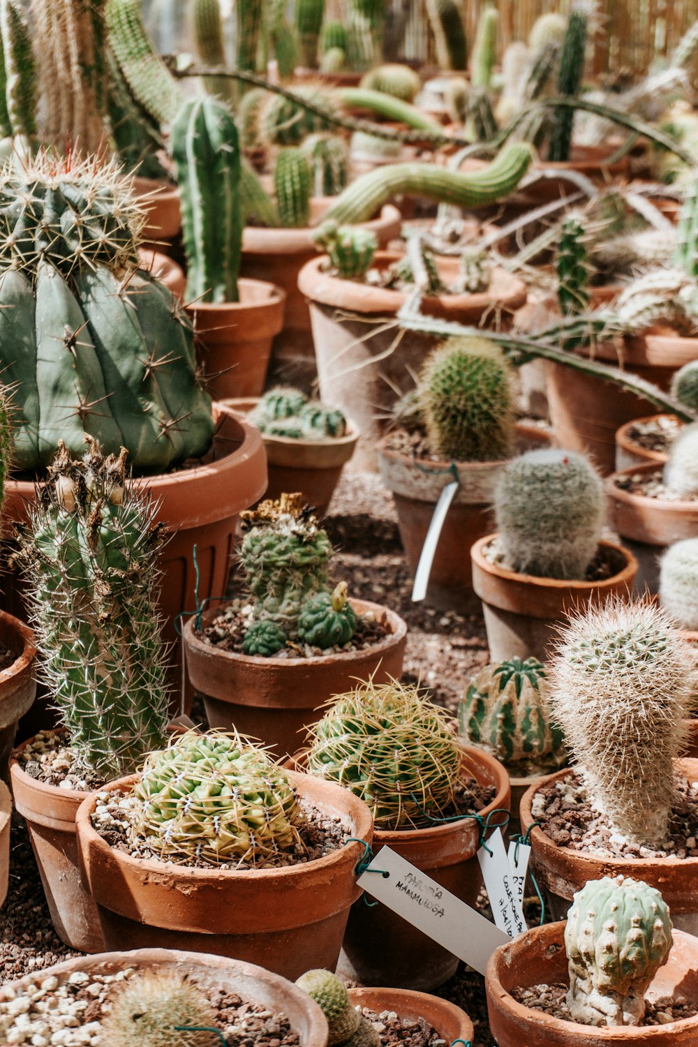 many different types of cactus in pots on the ground