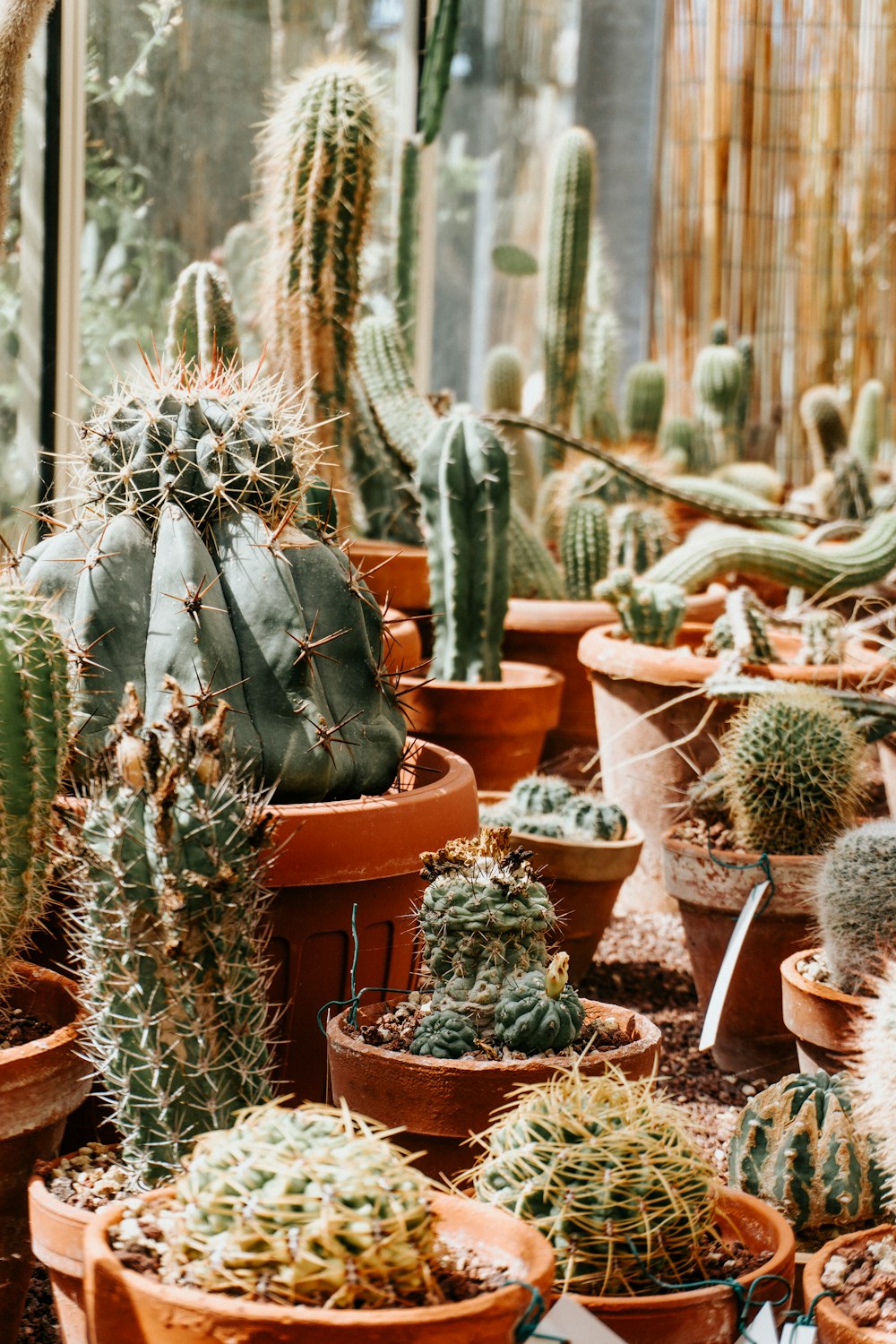 a cactus in a garden