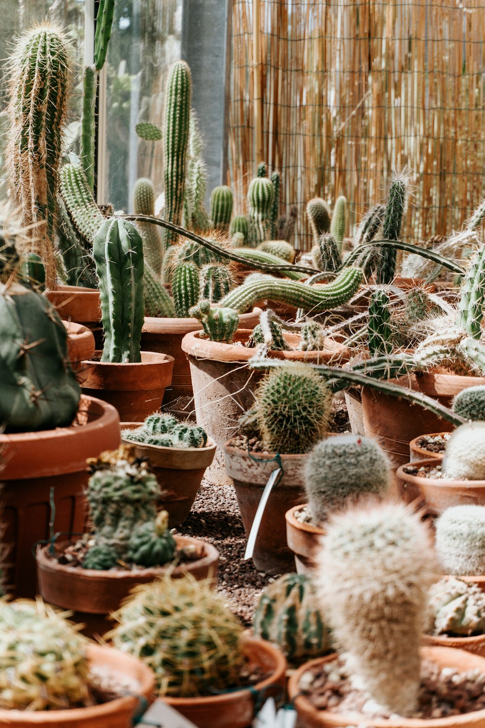a variety of cacti and succulents in pots