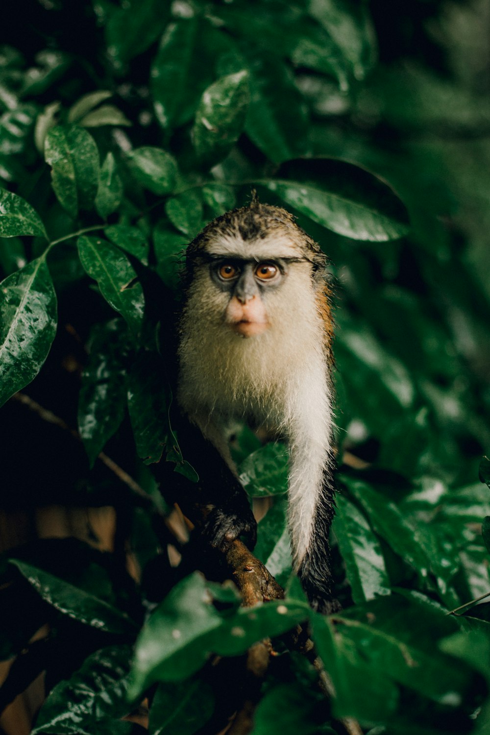 a monkey is sitting on a tree branch