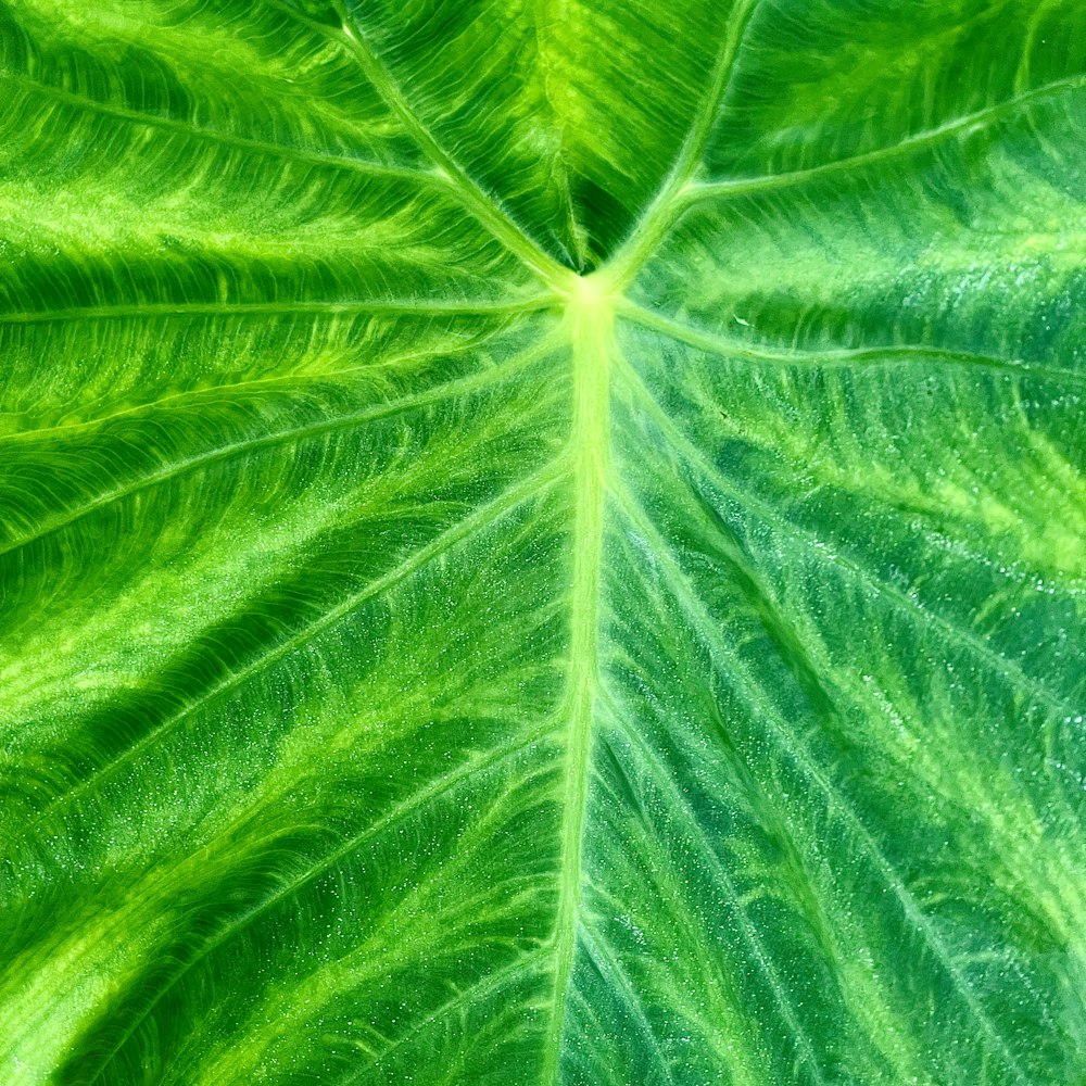 a close up of a large green leaf