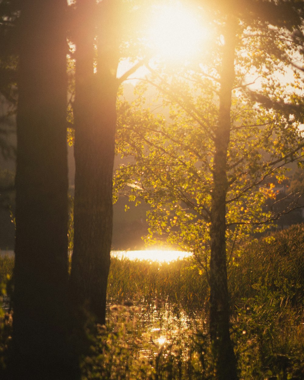 the sun shines through the trees in the woods