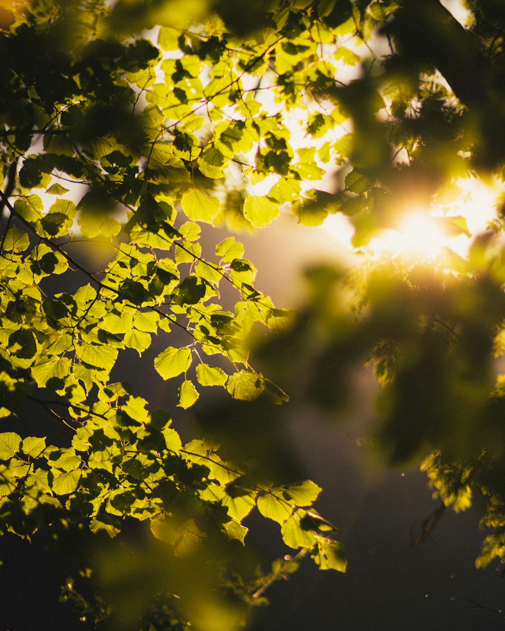 Die Sonne scheint durch die Blätter eines Baumes