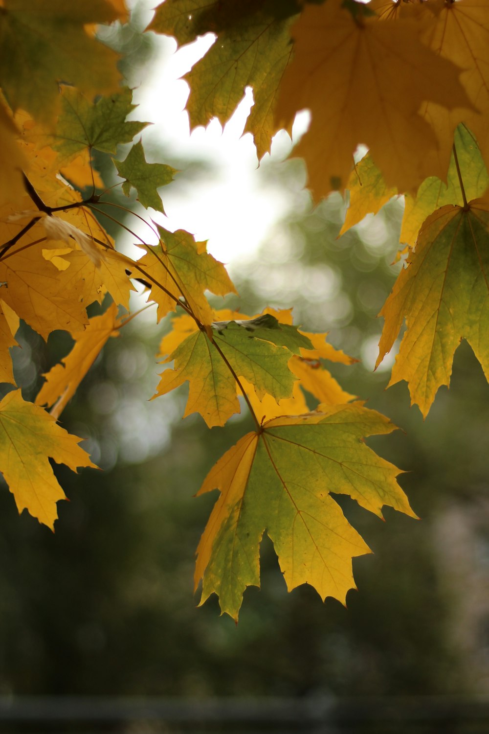 a close up of yellow leaves on a tree