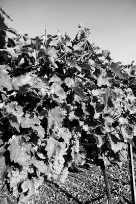 A black and white image of a vineyard with dense grapevines filled with clusters of grapes hanging down. The leaves are abundant and cover most of the image, with sunlight casting shadows across the scene.