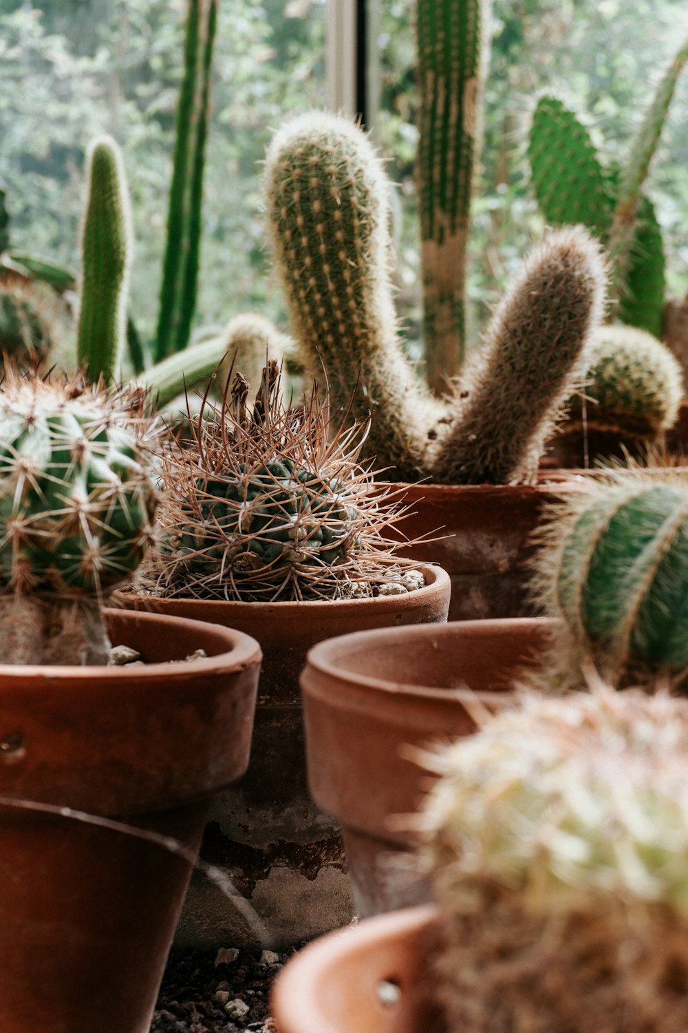 a group of cacti in pots in front of a window