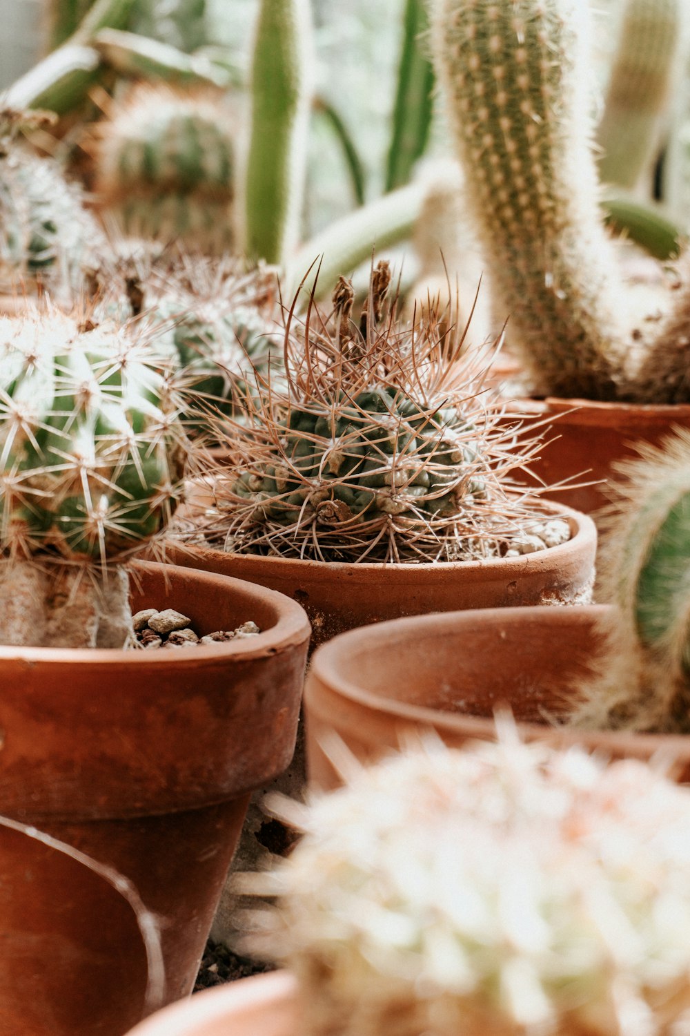a group of cactus plants in pots on a table