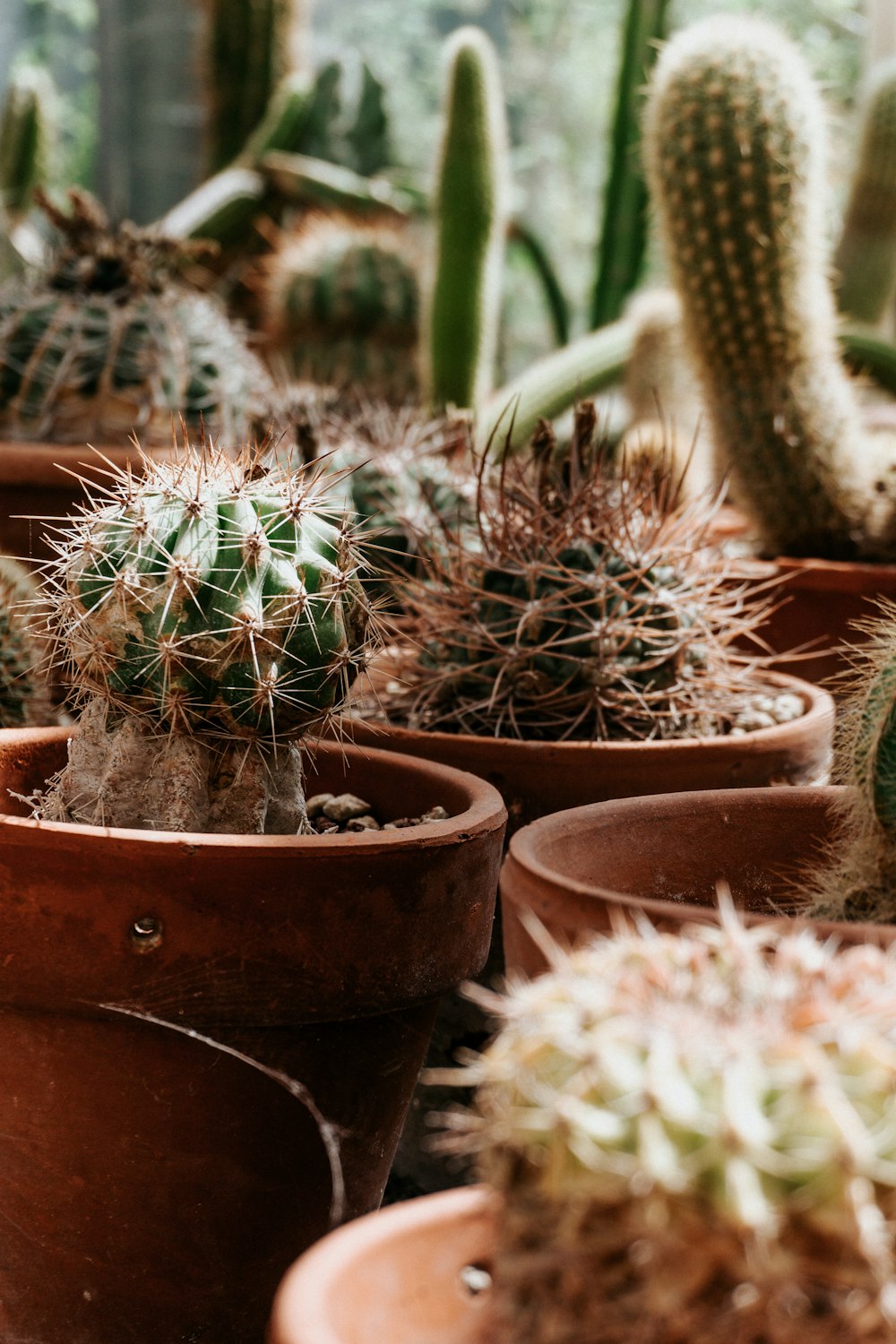 a group of potted plants in a room