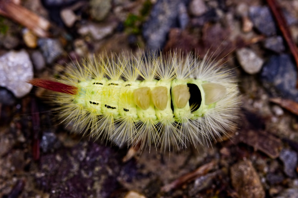 um close up de uma lagarta no chão