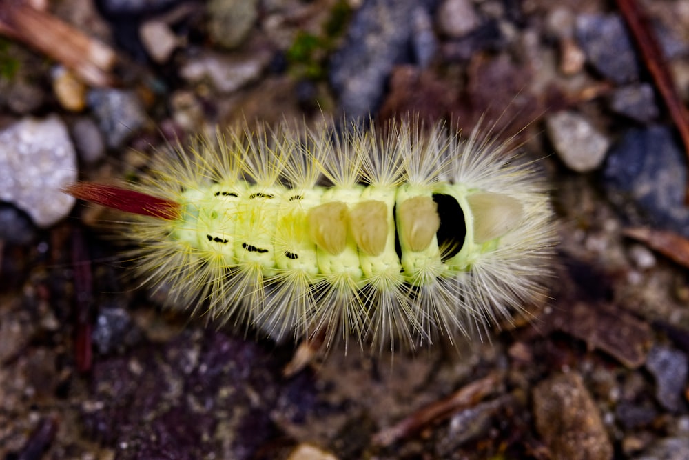 a close up of a caterpillar on the ground